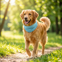 Hund trägt Eispfote Kühl-Bandana beim Sommerspaziergang